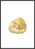 kylling plakat