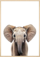 plakat elefant