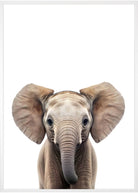 poster elefant