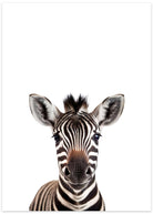 zebra plakat