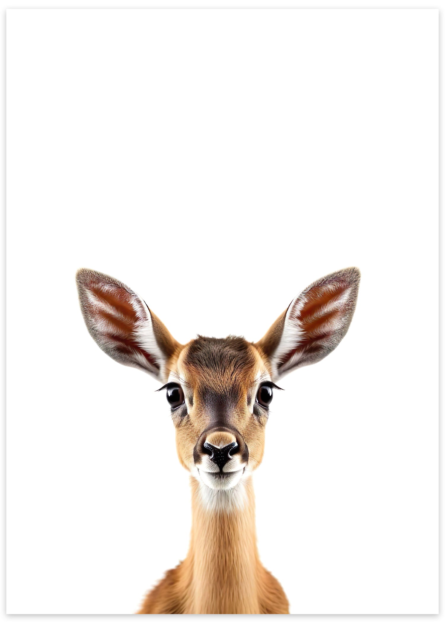 gazelle plakat